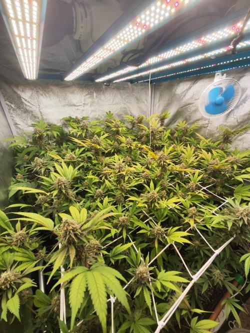 Runtz muffin 2nd run 1.2x1.2. Week 8