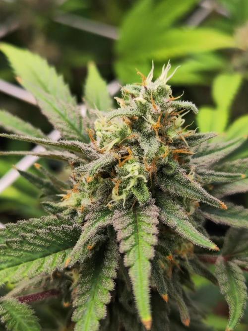 Runtz muffin 2nd run 1.2x1.2. Week 8