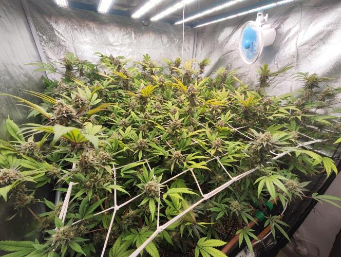 Runtz muffin 2nd run 1.2x1.2. Week 8