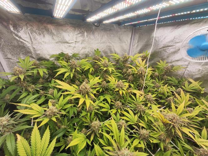 Runtz muffin 2nd run 1.2x1.2. Week 8