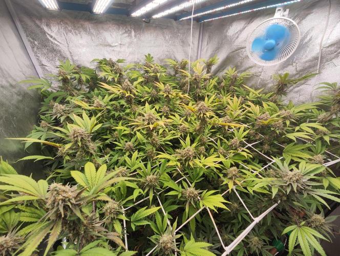 Runtz muffin 2nd run 1.2x1.2. Week 8