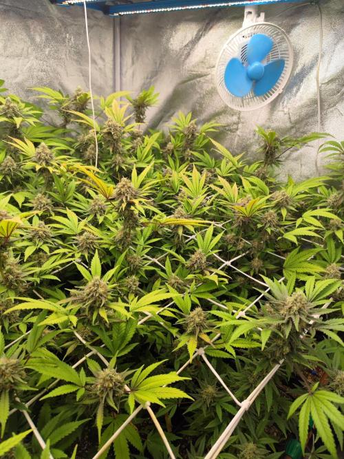 Runtz muffin 2nd run 1.2x1.2. Week 8