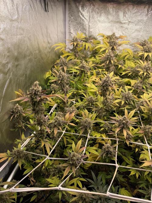 Runtz muffin 2nd run 1.2x1.2. Week 9