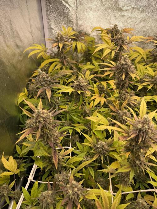 Runtz muffin 2nd run 1.2x1.2. Week 9