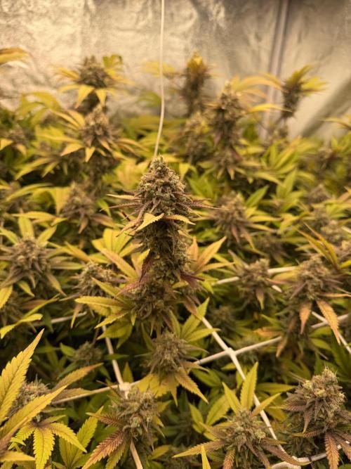 Runtz muffin 2nd run 1.2x1.2. Week 9