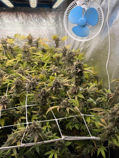 Runtz muffin 2nd run 1.2x1.2. Week 9