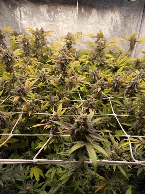 Runtz muffin 2nd run 1.2x1.2. Week 9