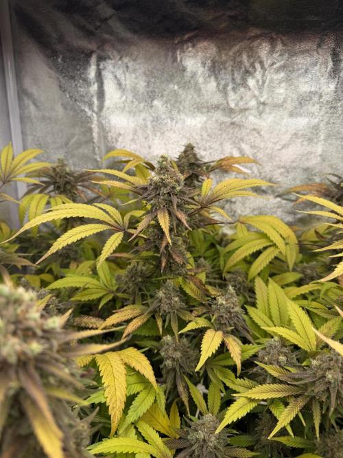 Runtz muffin 2nd run 1.2x1.2. Week 9