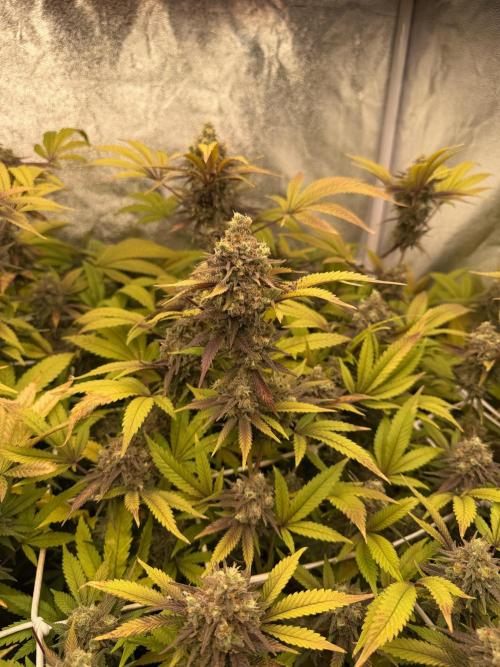 Runtz muffin 2nd run 1.2x1.2. Week 9