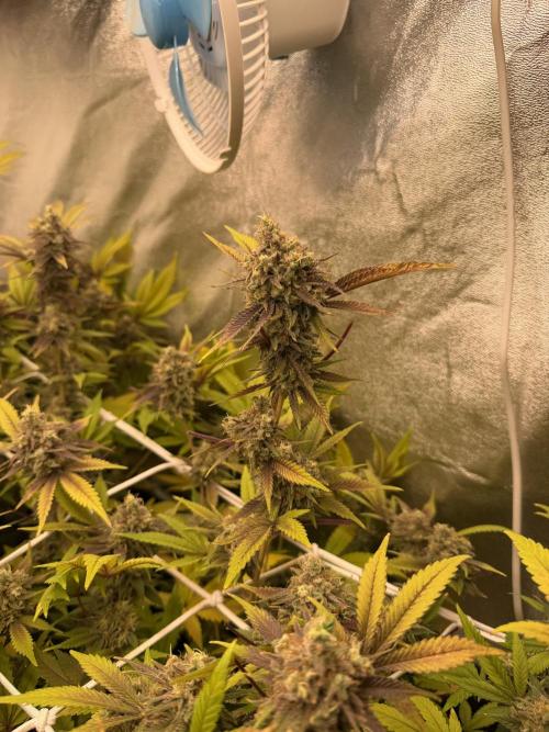 Runtz muffin 2nd run 1.2x1.2. Week 9