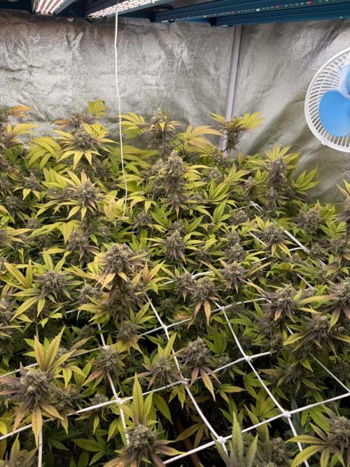 Runtz muffin 2nd run 1.2x1.2. Week 9