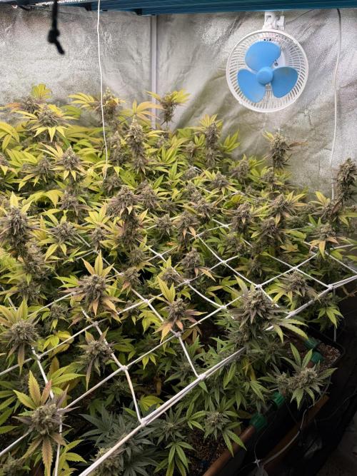 Runtz muffin 2nd run 1.2x1.2. Week 9