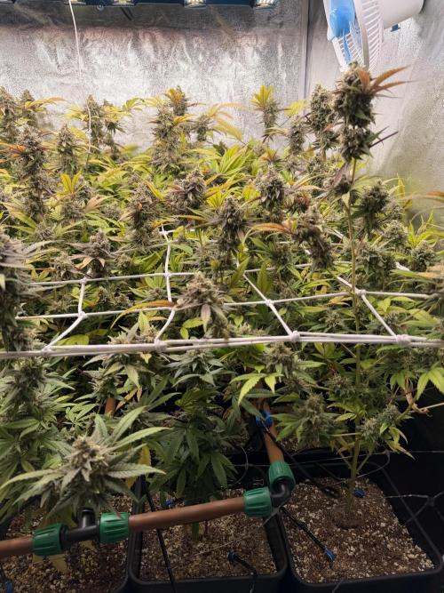 Runtz muffin 2nd run 1.2x1.2. Week 9