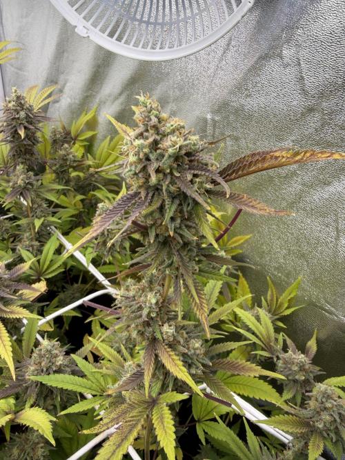 Runtz muffin 2nd run 1.2x1.2. Week 9