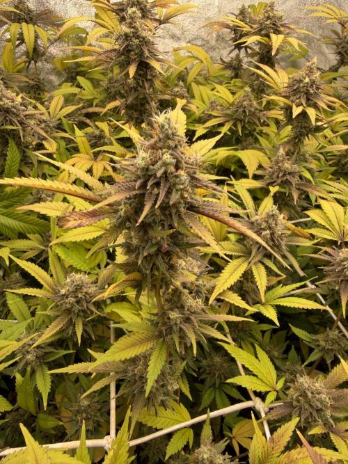 Runtz muffin 2nd run 1.2x1.2. Week 9