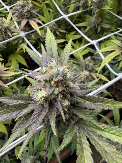 Runtz muffin 2nd run 1.2x1.2. Week 9