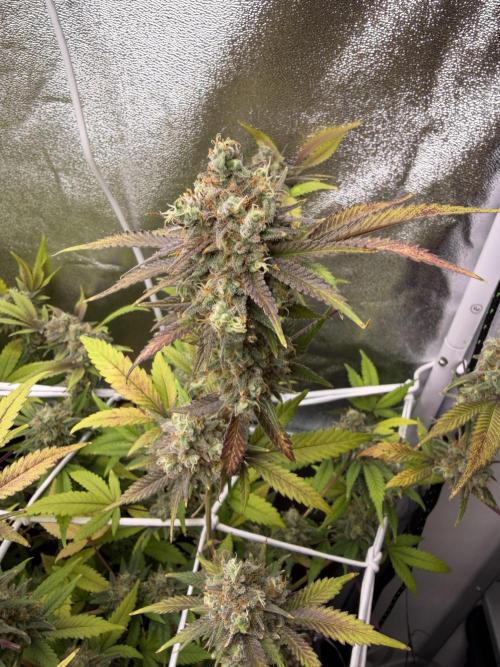 Runtz muffin 2nd run 1.2x1.2. Week 9