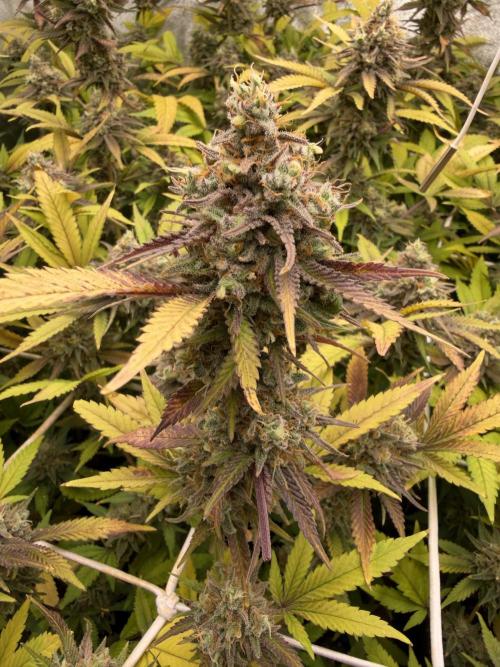 Runtz muffin 2nd run 1.2x1.2. Week 9