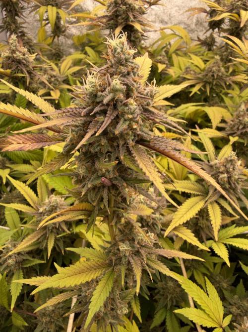 Runtz muffin 2nd run 1.2x1.2. Week 9