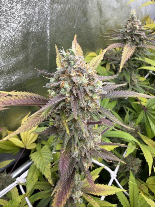 Runtz muffin 2nd run 1.2x1.2. Week 9