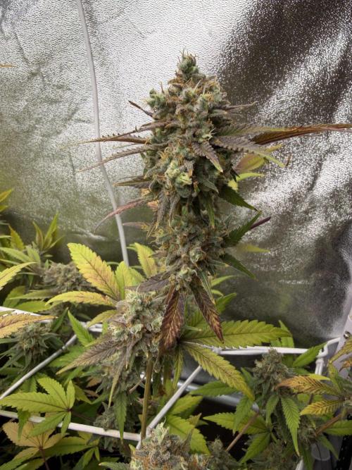 Runtz muffin 2nd run 1.2x1.2. Week 9