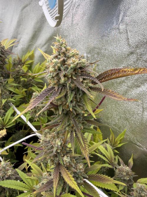 Runtz muffin 2nd run 1.2x1.2. Week 9