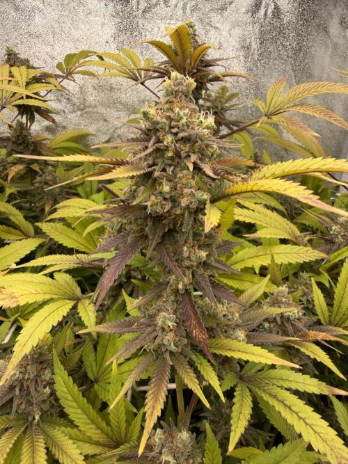 Runtz muffin 2nd run 1.2x1.2. Week 9