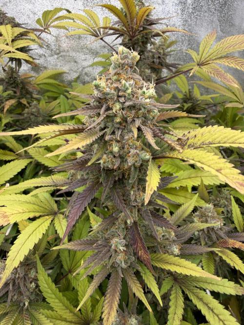 Runtz muffin 2nd run 1.2x1.2. Week 9