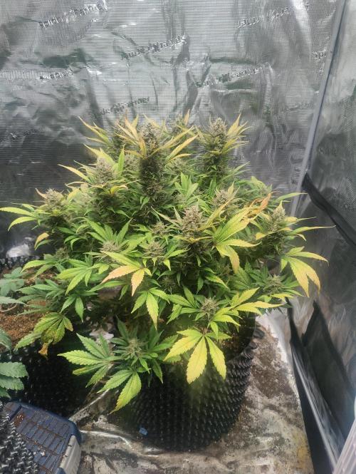 Papaya Cookies Auto Fast Buds. Week 11