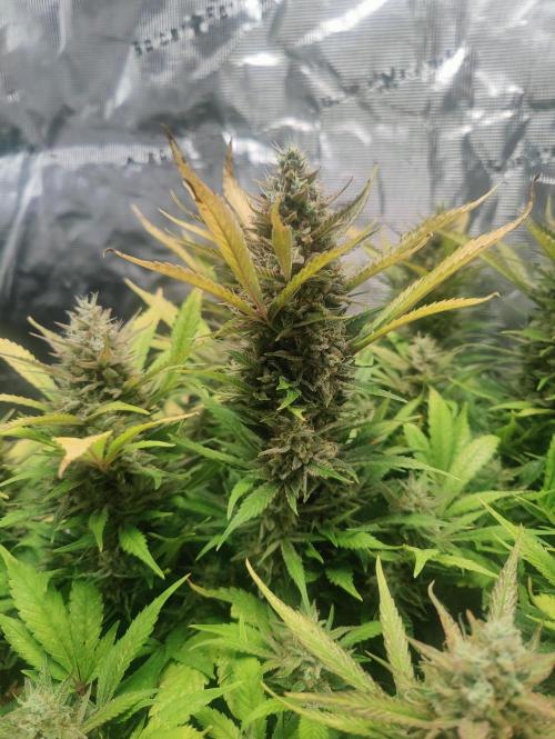 Papaya Cookies Auto Fast Buds. Week 11