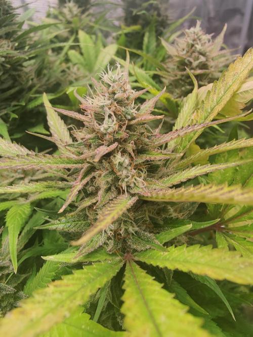 Papaya Cookies Auto Fast Buds. Week 11