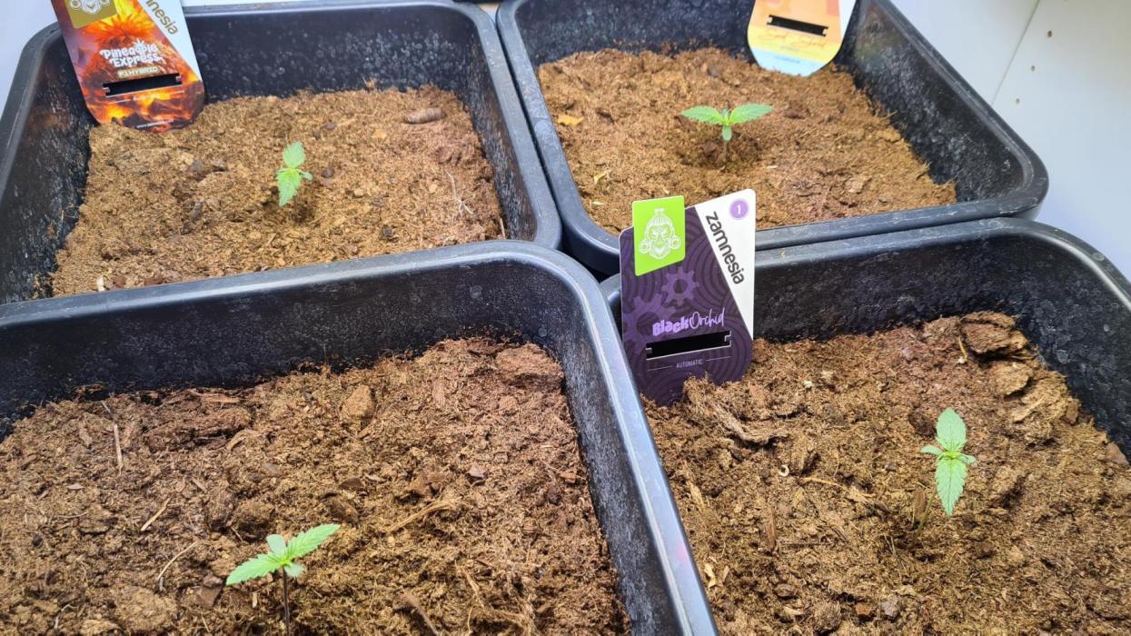 4 Plants auto grow. Week 0 - Day 4