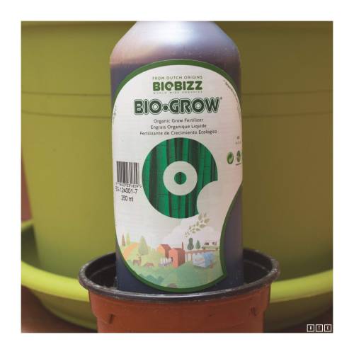 Crockett's Haze. Week 1