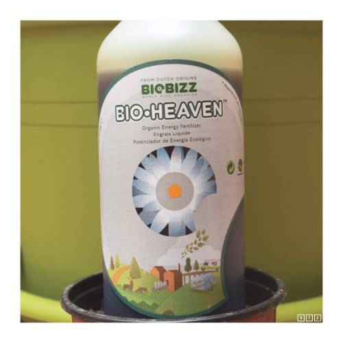 OG Bubblegum. Week 2