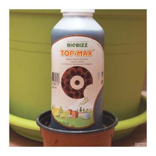 OG Bubblegum. Week 2