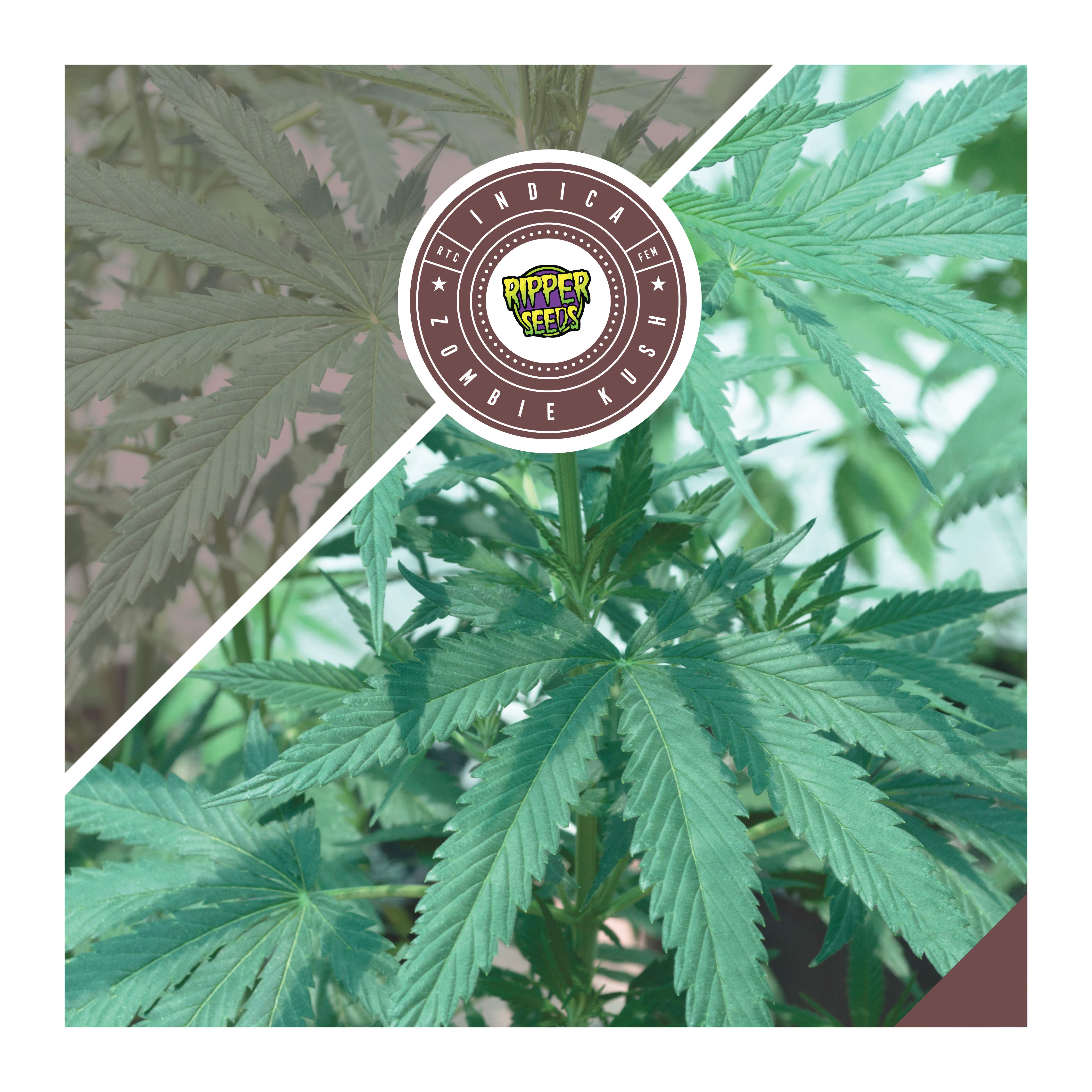 Ripper Seeds Zombie Kush grow diary (journal) week10 by RootToCure