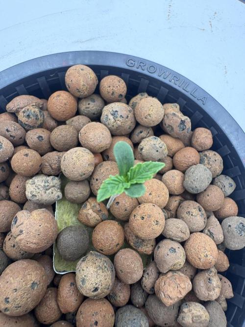 Blue Zushi Dutch Passion RDWC. Week 0