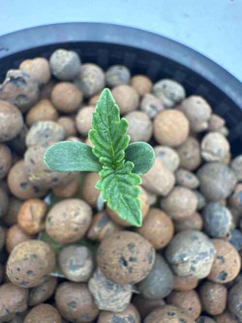 Blue Zushi Dutch Passion RDWC. Week 0