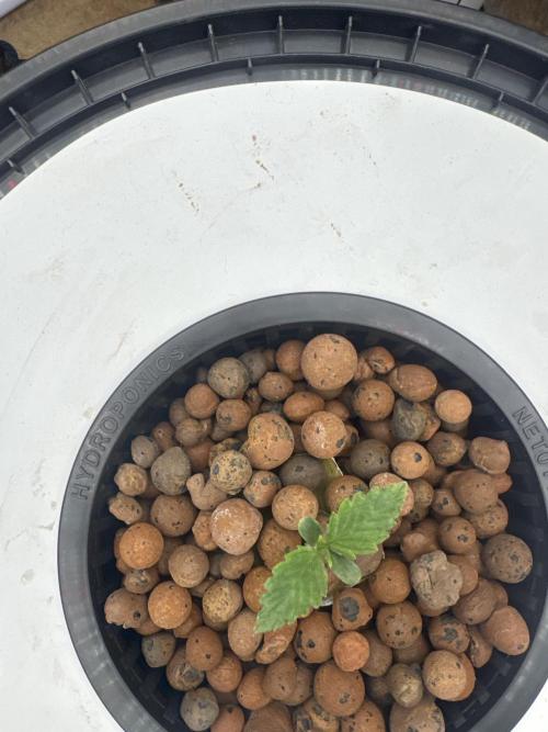 Blue Zushi Dutch Passion RDWC. Week 1