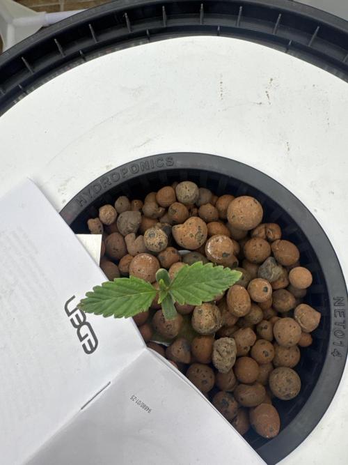 Blue Zushi Dutch Passion RDWC. Week 1