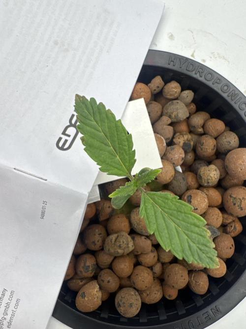 Blue Zushi Dutch Passion RDWC. Week 1
