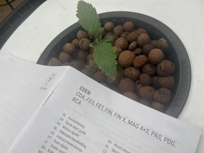 Blue Zushi Dutch Passion RDWC. Week 1
