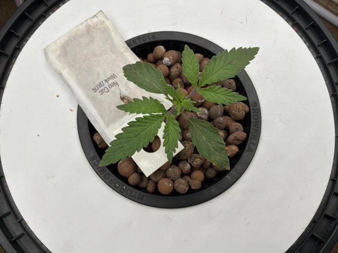 Blue Zushi Dutch Passion RDWC. Week 2