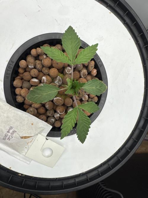 Blue Zushi Dutch Passion RDWC. Week 2