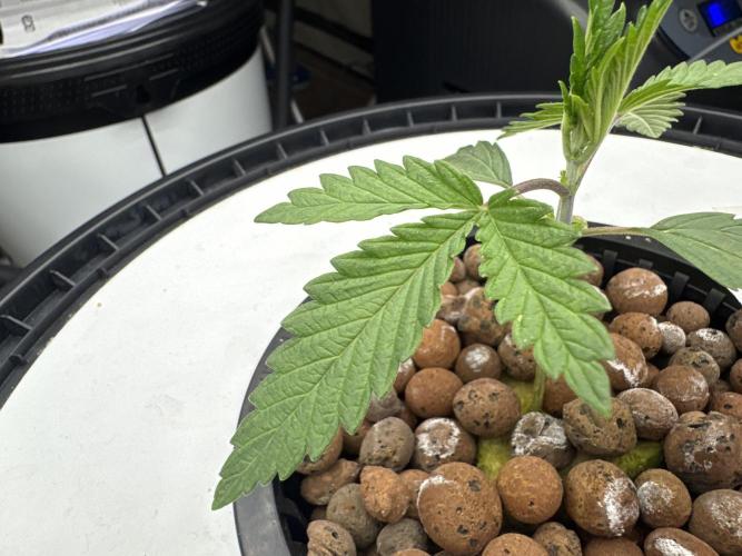 Blue Zushi Dutch Passion RDWC. Week 2