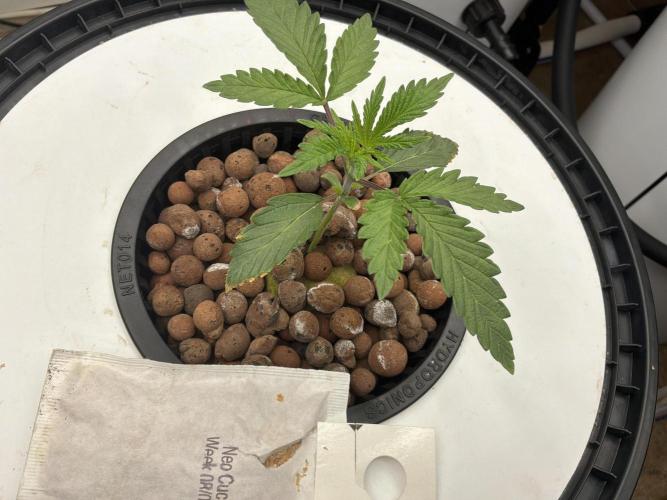Blue Zushi Dutch Passion RDWC. Week 2