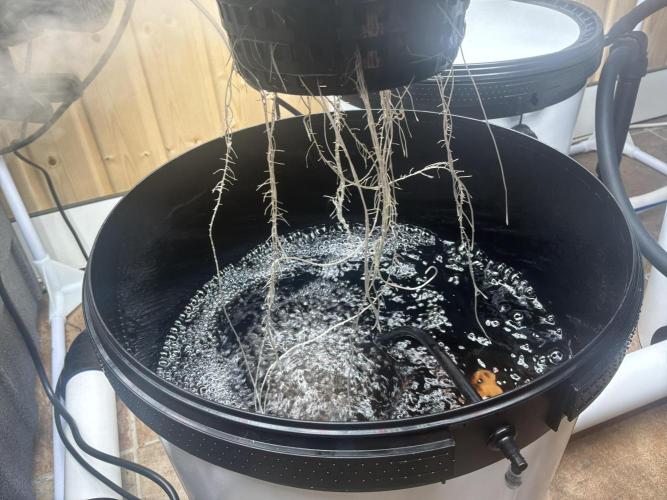 Blue Zushi Dutch Passion RDWC. Week 3