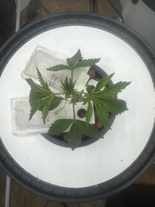 Blue Zushi Dutch Passion RDWC. Week 3