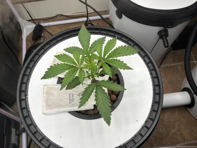 Blue Zushi Dutch Passion RDWC. Week 3