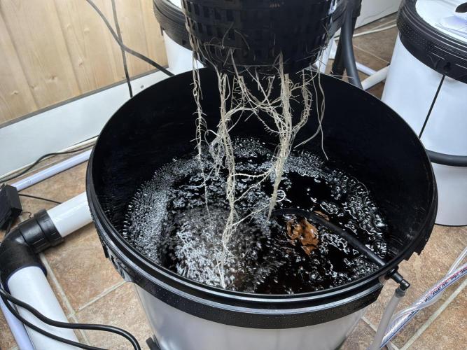Blue Zushi Dutch Passion RDWC. Week 3